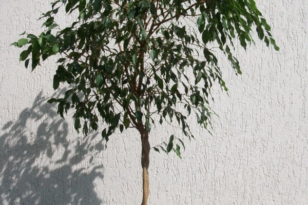 Ogłoszenie - FIKUS (FICUS) BENJAMINA NA PNIU PLECIONY 160 cm - Dolnośląskie - 90,00 zł