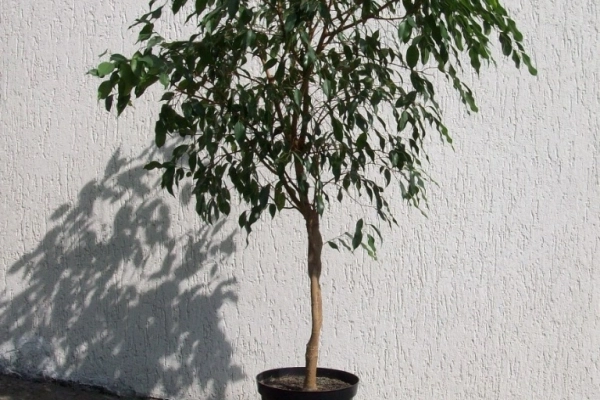 Ogłoszenie - FIKUS (FICUS) BENJAMINA NA PNIU PLECIONY 160 cm - Dolnośląskie - 90,00 zł