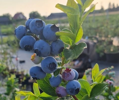 Ogłoszenie - Borówka Amerykańska 4 letnia bluecrop patriot Chandler duke i inne - Lubelskie - 20,00 zł