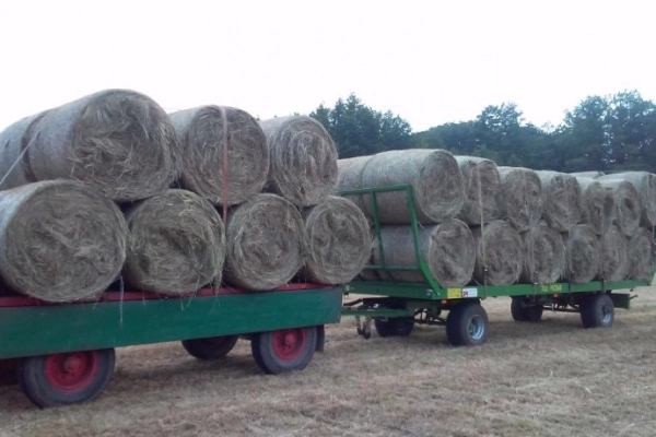 Ogłoszenie - Siano bele 120/120 transport - Dolnośląskie - 120,00 zł