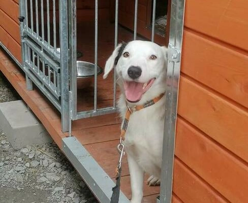 Ogłoszenie - Młodziutki uśmiechnięty wrażliwy psiak czeka na nowy dom