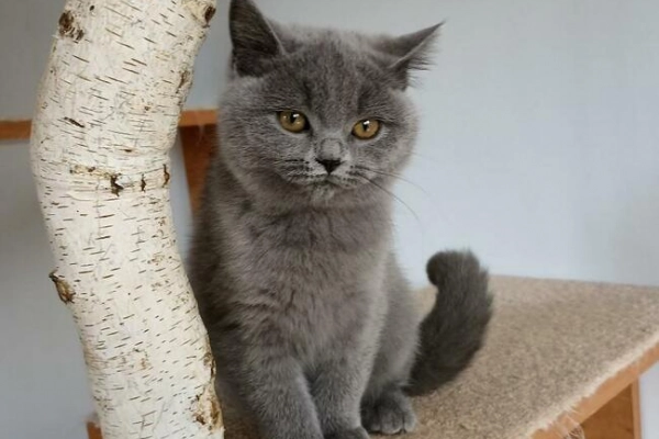 Ogłoszenie - Piękna kotka brytyjska 3 miesięczna z rodowodem FPL FIFe - 2 500,00 zł