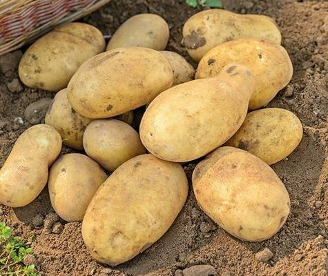 Ogłoszenie - JELLY - ziemniak do sadzenia - przyjmujemy zamówienia - 1,00 zł