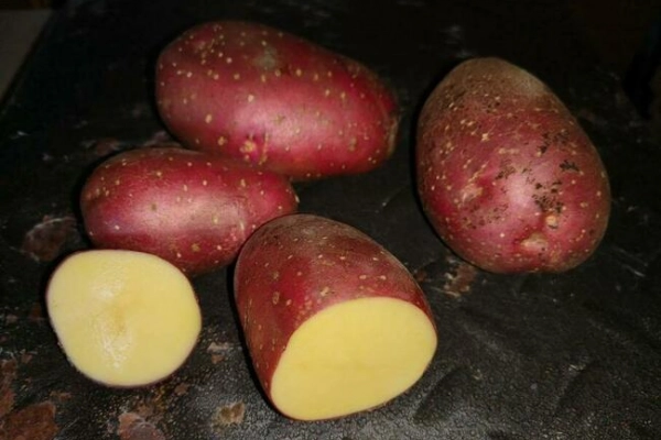 Ogłoszenie - BELLAROSA - ziemniaki do sadzenia - przyjmujemy zamówienia - 1,00 zł