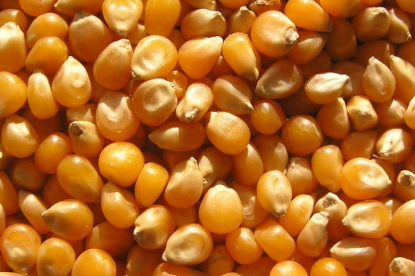 Ogłoszenie - Sprzedam Kukurydzę żółtą paszową bez GMO ziarno 100.000 M/T - 976,00 zł
