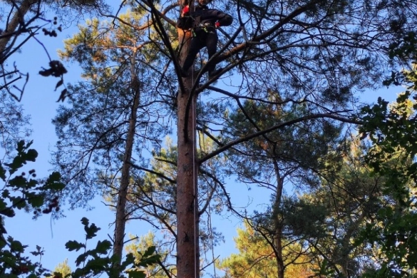 Ogłoszenie - Przycinanie, pielęgnacja drzew metodą alpinistyczną - 1,00 zł