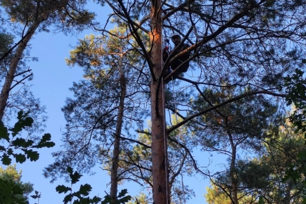 Ogłoszenie - Przycinanie, pielęgnacja drzew metodą alpinistyczną - 1,00 zł