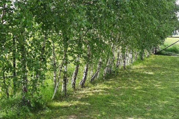 Ogłoszenie - Działka budowlano-rolna Mazowieckie/Podlasie - 360 000,00 zł