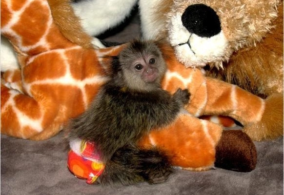 Ogłoszenie - 9-tygodniowe małe małpy marmozetowe na sprzedaż - Grodzisk Mazowiecki