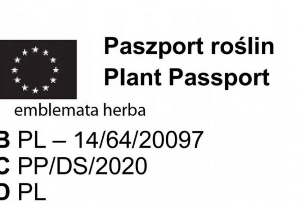 Ogłoszenie - TRAWA PAMPASOWA kremowa odporna na mróz - sadzonki 30 / 40 c - 14,99 zł