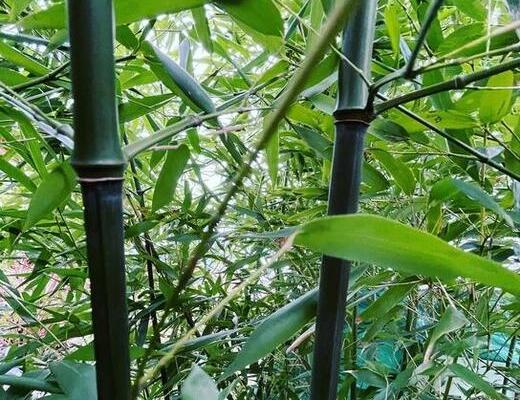 Ogłoszenie - Bambus Phyllostachys Bissetii, Filostachys Bisseta18l - 300,00 zł