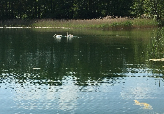 Ogłoszenie - Działka na wynajem na wyłączność - idealne miejsce na camping, biwak, namioty - Warmińsko-mazurskie - 150,00 zł