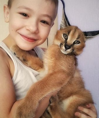 Ogłoszenie - Kocięta Savannah Serval i Caracal w wieku 4 tygodni. - Białołęka - 5,00 zł