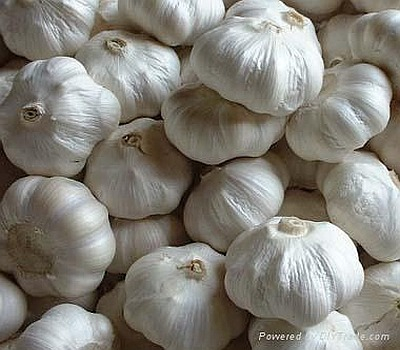 Ogłoszenie - Organic fresh garlic - Niemcy - 8,00 zł