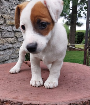 Ogłoszenie - Śliczne szczeniaczki Jack Russell Terrier - 1 600,00 zł