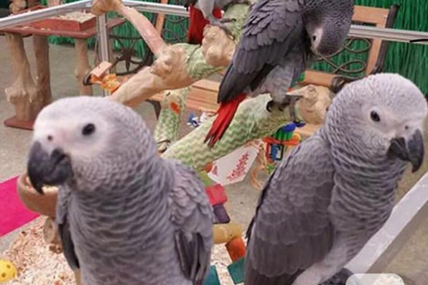 Ogłoszenie - Afrykańskie papugi szare i inne żywe ptaki na sprzedaż +31637256082 - Krosno