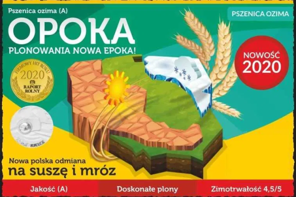 Ogłoszenie - Pszenica Ozima OPOKA - Wysoki Plon Grube Ziarno Niskie Wymagania - Poznań - 2 580,00 zł