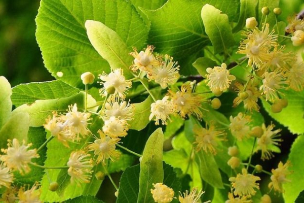 Ogłoszenie - Sprzedaż hurtowa Lipa kwiatostan (eng. Linden flowers) od producenta po optymalnych cenach - Ukraina - 76,00 zł