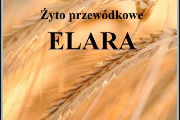 Ogłoszenie - Żyto przewódkowe ELARA (nowsze żyto Bojko ) Żyto na zielonkę - Poznań - 2 500,00 zł