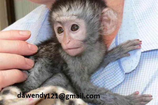 Ogłoszenie - Sprzedam zdrowe młode kapucynki, małpki - Czechy
