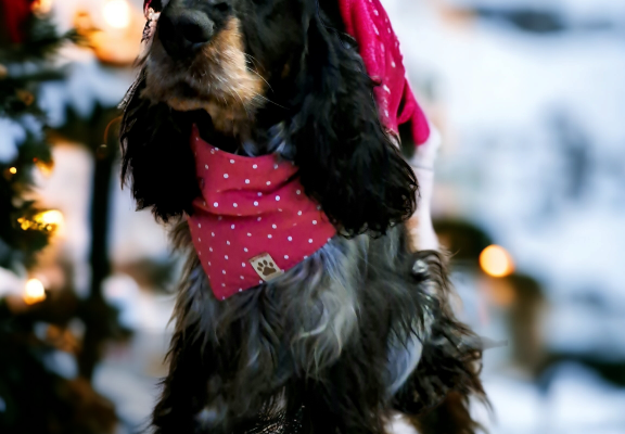 Ogłoszenie - Cocker spaniel angielski - Świętokrzyskie - 5 000,00 zł