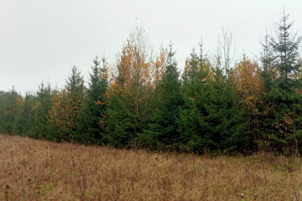 Ogłoszenie - likwidacja plantacji swierka - Szczecinek - 3 000,00 zł