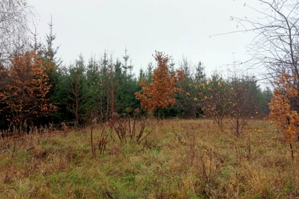 Ogłoszenie - likwidacja plantacji swierka - Szczecinek - 3 000,00 zł