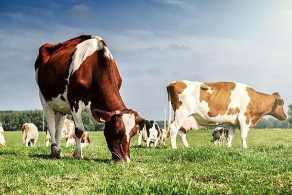 Ogłoszenie - Pożyczka dla rolników na zakup zwierząt - bez bik i z komornikiem - Opole - 1,00 zł