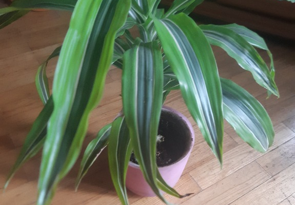 Ogłoszenie - Dracena lemon - Ząbki - 50,00 zł