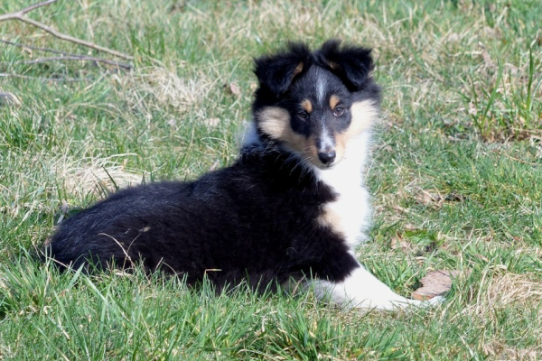 Ogłoszenie - Owczarek szetlandzki (sheltie) suczka - Grodzisk Mazowiecki - 4 700,00 zł