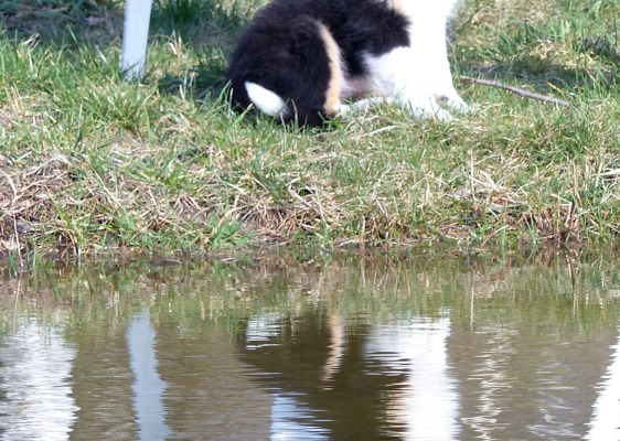 Ogłoszenie - Owczarek szetlandzki (sheltie) suczka - Grodzisk Mazowiecki - 4 700,00 zł