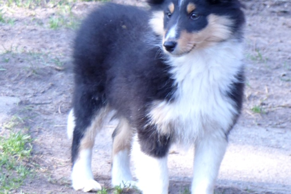 Ogłoszenie - Owczarek szetlandzki (sheltie) suczka - Grodzisk Mazowiecki - 4 700,00 zł