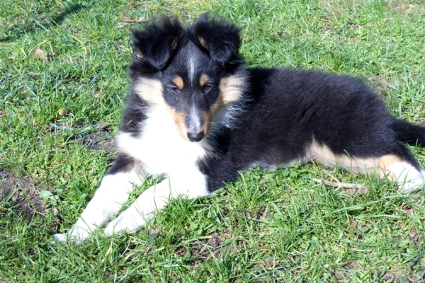 Ogłoszenie - Owczarek szetlandzki (sheltie) suczka - Grodzisk Mazowiecki - 4 700,00 zł