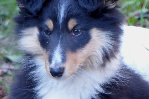 Ogłoszenie - Owczarek szetlandzki (sheltie) suczka - Grodzisk Mazowiecki - 4 700,00 zł