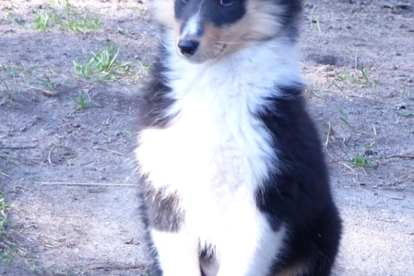 Ogłoszenie - Owczarek szetlandzki (sheltie) suczka - Grodzisk Mazowiecki - 4 700,00 zł