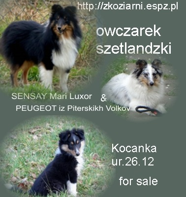 Ogłoszenie - Owczarek szetlandzki (sheltie) suczka - Grodzisk Mazowiecki - 4 700,00 zł