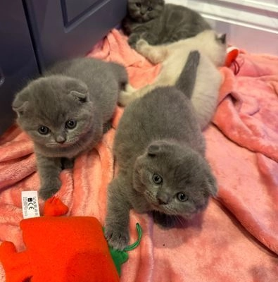 Ogłoszenie - Pięknych 5 kociąt Scottish Fold. - 1 300,00 zł