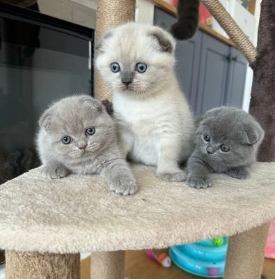 Ogłoszenie - Pięknych 5 kociąt Scottish Fold. - 1 300,00 zł