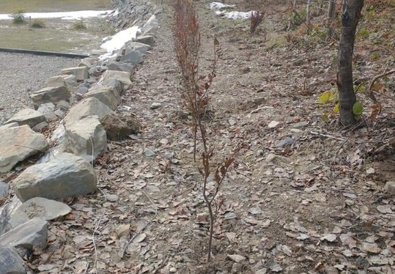 Ogłoszenie - Pielęgnacja i zakładanie ogrodów - Nowy Sącz