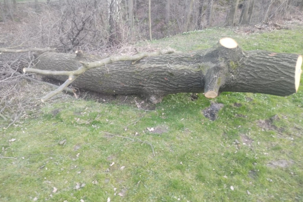 Ogłoszenie - Dąb tartaczny świeżo ścięty - Bielsko-Biała - 4 500,00 zł