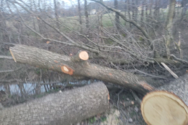 Ogłoszenie - Dąb tartaczny świeżo ścięty - Bielsko-Biała - 4 500,00 zł