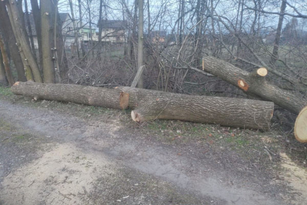 Ogłoszenie - Dąb tartaczny świeżo ścięty - Bielsko-Biała - 4 500,00 zł