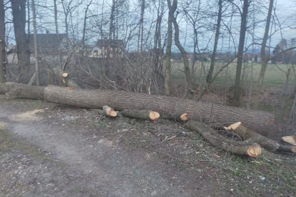 Ogłoszenie - Dąb tartaczny świeżo ścięty - Bielsko-Biała - 4 500,00 zł