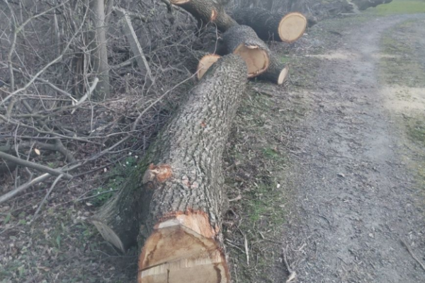 Ogłoszenie - Dąb tartaczny świeżo ścięty - Bielsko-Biała - 4 500,00 zł