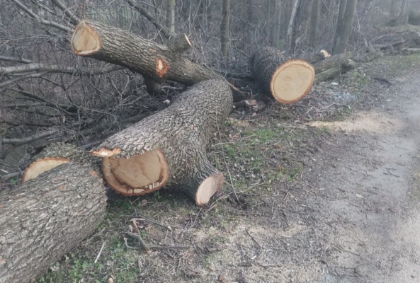 Ogłoszenie - Dąb tartaczny świeżo ścięty - Bielsko-Biała - 4 500,00 zł