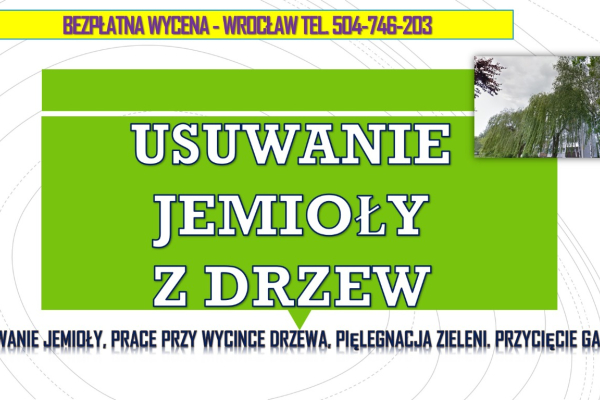 Ogłoszenie - Usuwanie jemioły z drzew, tel. 504-746-203. Wrocław, Jemioła wycinka,  Pielęgnacja drzew i wycinka jemioły - Wrocław