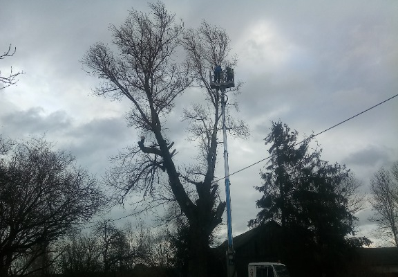 Ogłoszenie - Wycinka drzew, oczyszczanie działek, pielęgnacja koron - Lubelskie