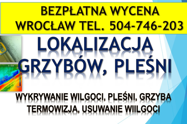 Ogłoszenie - Wykrycie grzyba w mieszkaniu, tel. 504-746-203, Wrocław, lokalizacja pleśni i wilgoci.   Jak pozbyć się grzyba ? - Wrocław