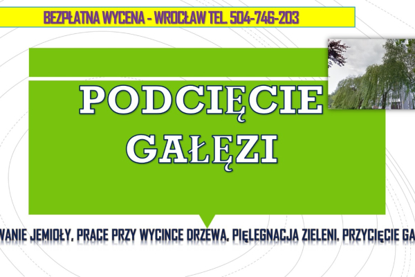 Ogłoszenie - Usuwanie jemioły z drzew, tel. 504-746-203. Wrocław, Jemioła wycinka,  Pielęgnacja drzew i wycinka jemioły - Wrocław