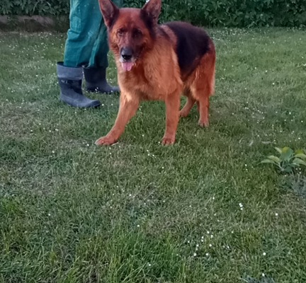 Ogłoszenie - Suka owczarek niemiecki - Lubelskie - 1 000,00 zł